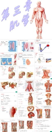 运动解剖学(肌学)-课件.ppt