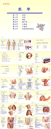 肌肉解剖培训课件：解剖学-肌肉学.ppt