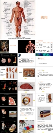 肌肉解剖培训课件：肌肉-人体解剖生理学.ppt