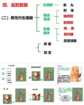 人体解剖学课件：男性盆腔脏器解剖.ppt