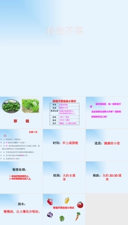 全国通用版综合实践活动四年级《移栽芥菜》课件（共12张PPT）.pptx