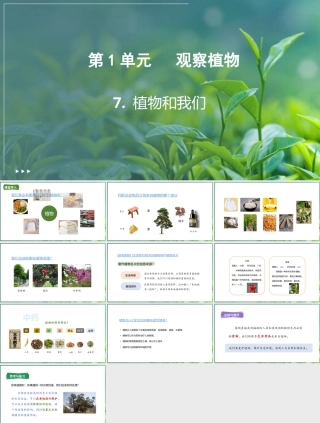 粤教粤科版（2024）科学三年级上册《1.7 植物和我们》课件.pptx