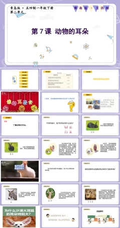青岛版五四制（2024）科学一年级下册《2.7 动物的耳朵》课件（含视频）.pptx