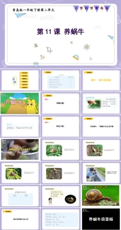青岛版五四制（2024）科学一年级下册《2.11养蜗牛》课件（含视频）.pptx