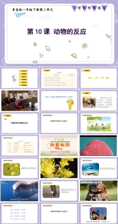 青岛版五四制（2024）科学一年级下册《2.10 动物的反应》课件（含视频）.pptx