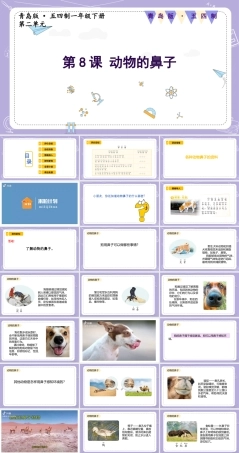 青岛版五四制（2024）科学一年级下册《2.8 动物的鼻子》课件（含视频）.pptx
