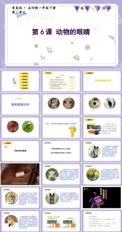 青岛版五四制（2024）科学一年级下册《2.6 动物的眼睛》课件（含视频）.pptx