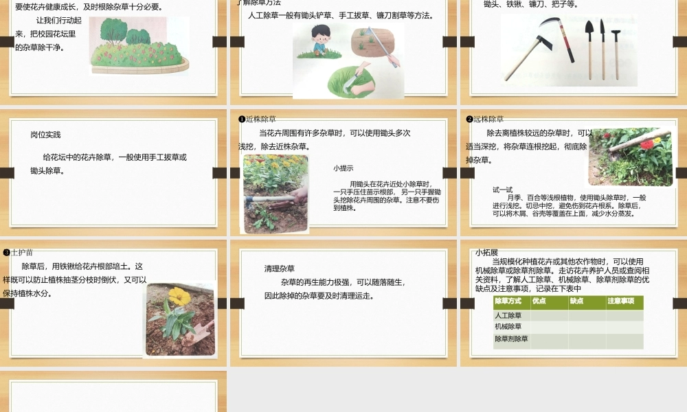 鄂教版小学劳动三年级下册《12.我给花卉来除草》课件.pptx