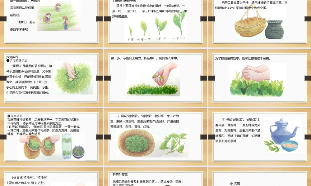 鄂教版小学劳动四年级下册《7.春季里来采茶忙》课件.pptx
