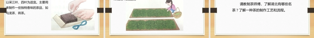 鄂教版小学劳动四年级下册《7.春季里来采茶忙》课件.pptx