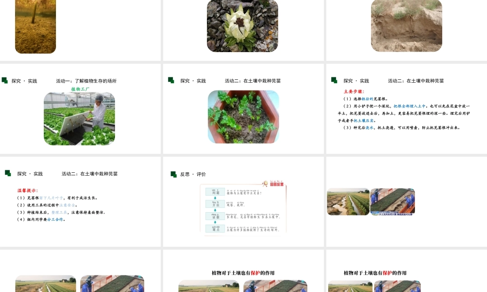 青岛版(2024)科学二年级上册《2.植物与土壤》课件.pptx