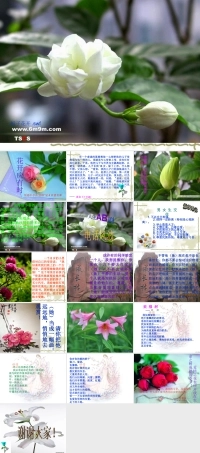 北师大版心理健康教育高一全一册《15 《花开应有时》》课件.ppt