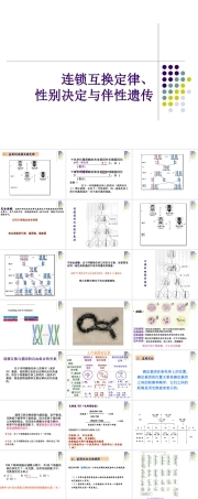 26连锁互换与性别决定-高中生物竞赛【58页】.ppt