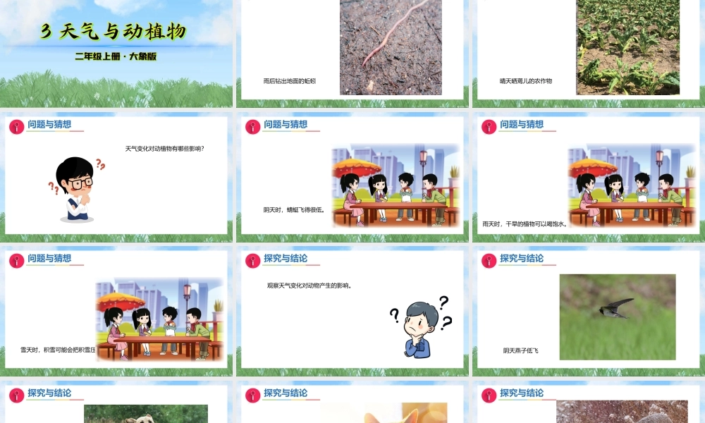 大象版（2024）科学二年级上册3.3《天气与动植物》（课件）.pptx