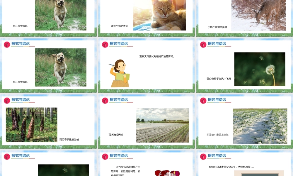 大象版（2024）科学二年级上册3.3《天气与动植物》（课件）.pptx