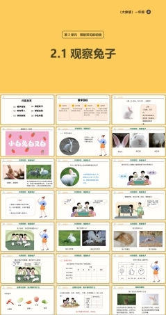 大象版（2024）科学一年级上册2.1《观察兔子》课时课件.pptx
