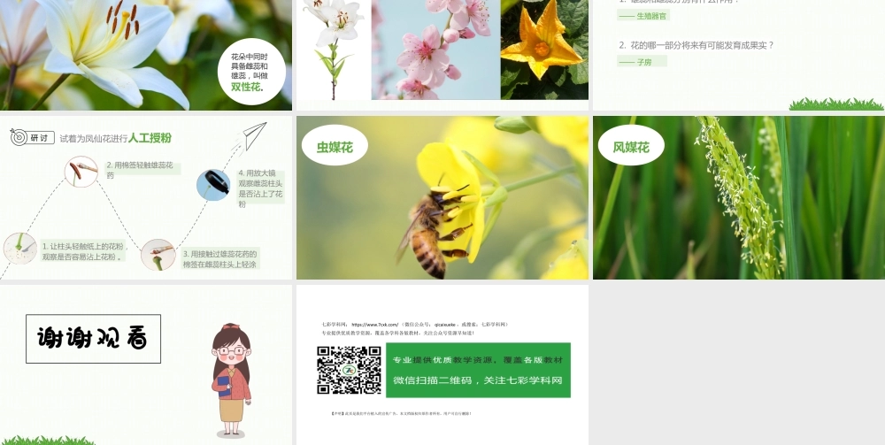 教科版四年级下册科学《 1.5 凤仙花开花了 》PPT课件 （共17页）.pptx
