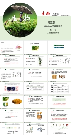 人教版（2019）高中生物选择性必修一《5.2 其他植物激素》（课件）.ppt