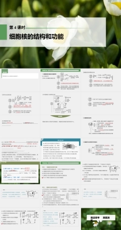 (新高考)2023年高考生物一轮复习课件第2单元第4课时细胞核的结构和功能(含解析).ppt