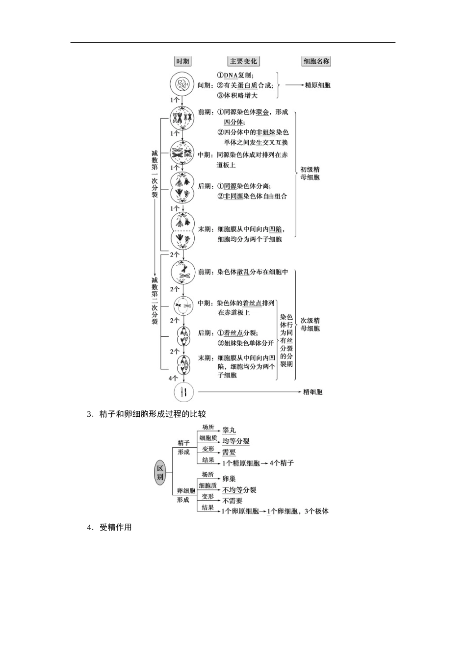 (新高考)高考生物一轮复习学案第11讲减数分裂及受精作用(含解析).doc_第2页